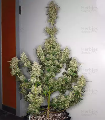 Speed Haze (Blackskull Seeds)