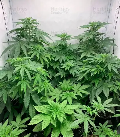 Steve’s Alien OG Seeds