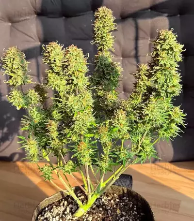 Graines féminisées de Vanilla Latte Autoflower (Humboldt Seed Company)
