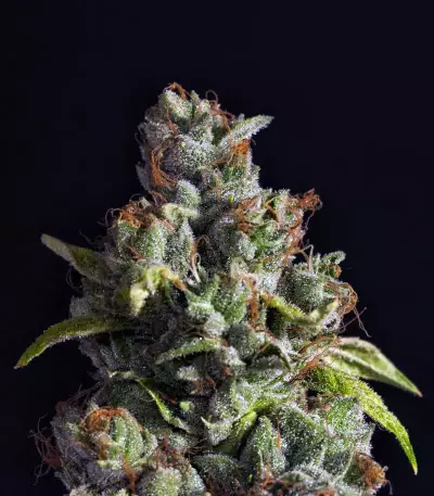 Venice Beach Afghan feminized seeds