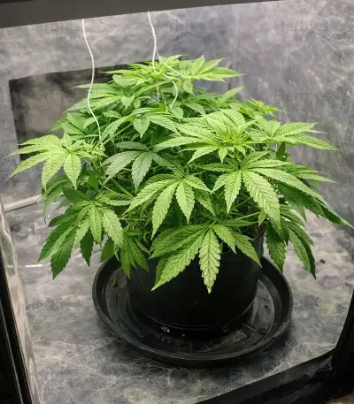 White Tahoe Cookies Auto Seeds
