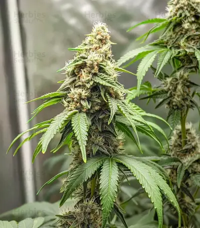 White Widow Seeds