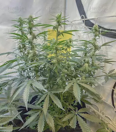 Sementes Feminizadas de Watermelon Z Auto (Barney's Farm)