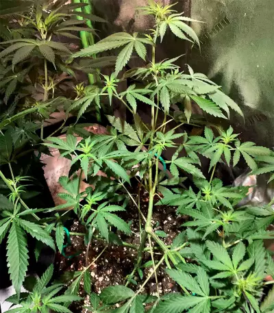 Girl Scout Cookies Autoflower (Herbies Seeds)