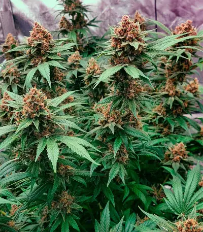 Grandaddy Purple (Herbies Seeds)