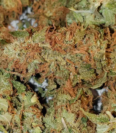 White Widow Fast Version (Herbies Seeds)