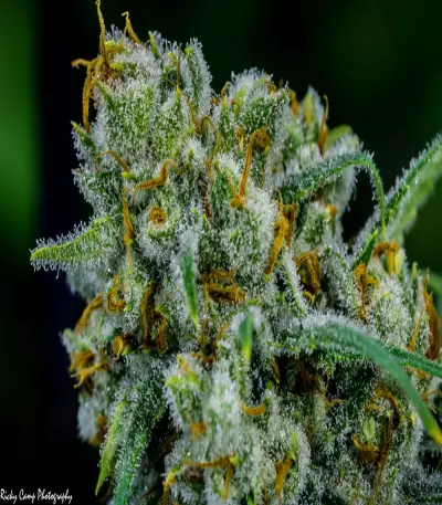 Apollo 11 strain