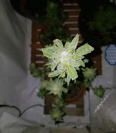 Amphetamine Auto (Cream of the Crop Seeds)