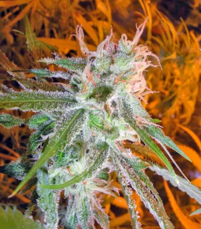 Lemon Skunk (GHS)