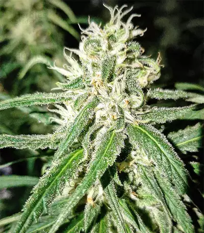 Amnesia Seeds (Seedstockers)