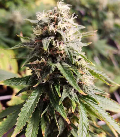 Auto Amnesia Seeds