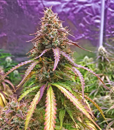 Auto Top 69 strain