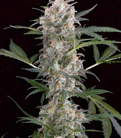 Big Stilton Auto (Big Head Seeds)