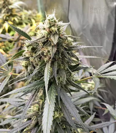Blackberry Gum Autoflower feminisierte Samen