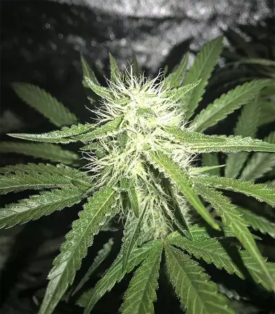 Bubble Bomb feminized seeds