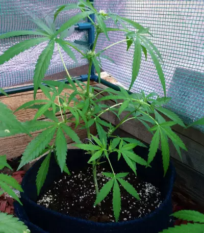 Bubble Bud (Blackskull Seeds)