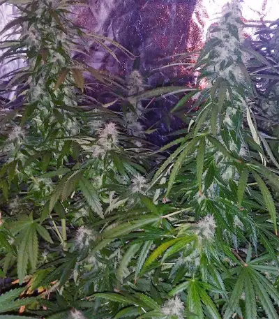 Buddha Magnum Auto Regular seeds