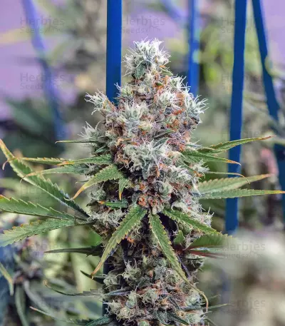 Critical Kush Seeds