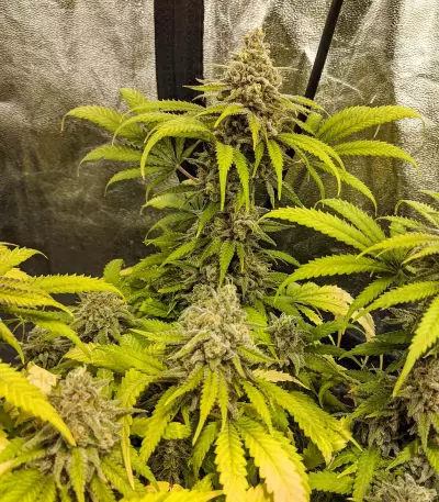 Semi femminizzati Critical Super Silver Haze
