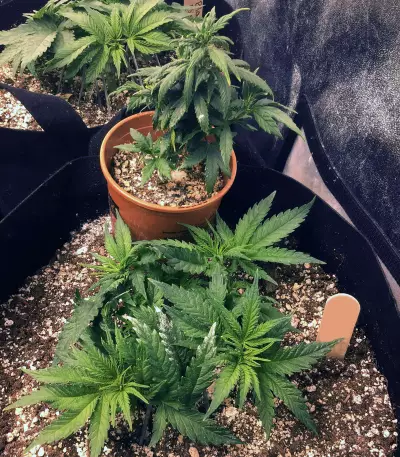Graines de cannabis Fruity Pebbles (Tropical Nuggets) (Blackskull Seeds)