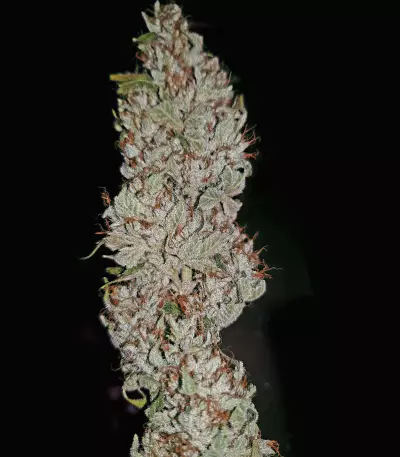 Fuel OG Seeds