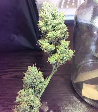 Semi femminizzati Auto Gigabud