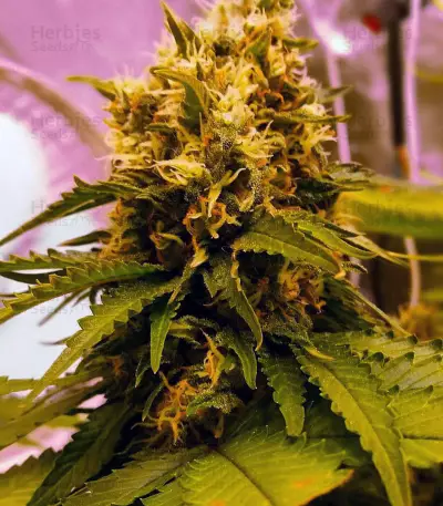 GG#4 Original Glue feminizada