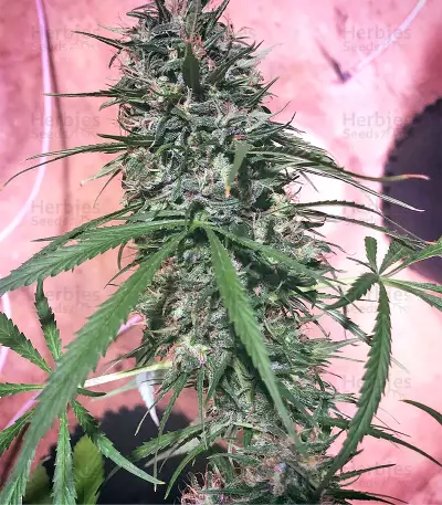 Graines de cannabis Green Haze Regular (Ace Seeds)