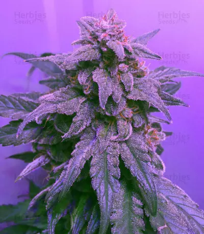 Heisenberg Special Auto Seeds