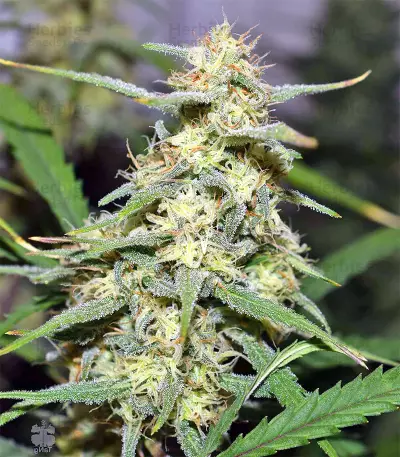 Julies Cookies Seeds