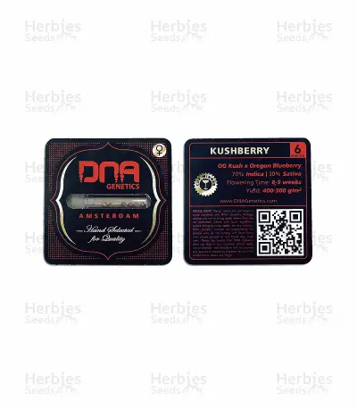 Kushberry feminized seeds