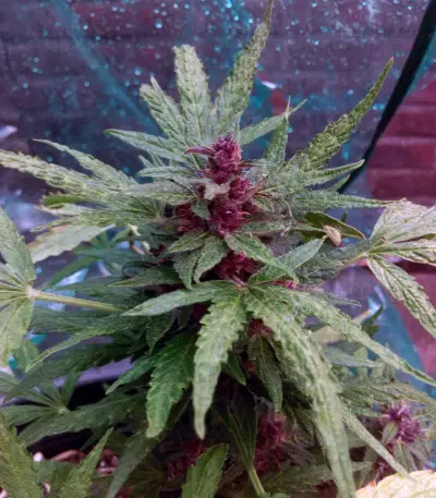 Lemonberry Haze Auto (Original Sensible Seeds)