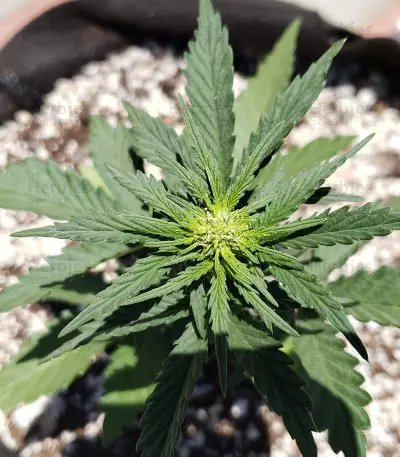 Monster Bruce Banner feminized seeds