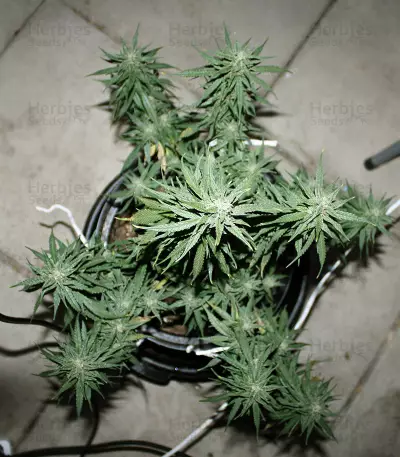 Northern Light x Big Bud Early Harvest feminized seeds