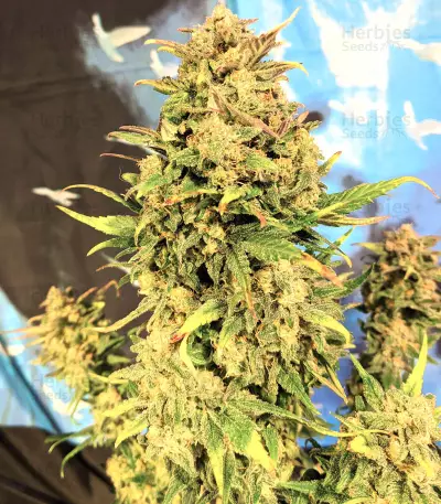 Original Auto BubbleGum Seeds