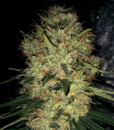 Pineapple Haze Seeds