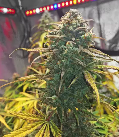Purple Haze Auto strain