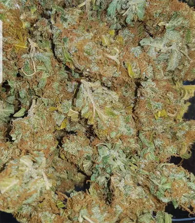 Purple Punch Seeds (Seedstockers)