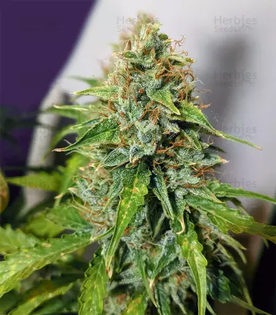 Graines de cannabis Road Dawg Regular (Karma Genetics)