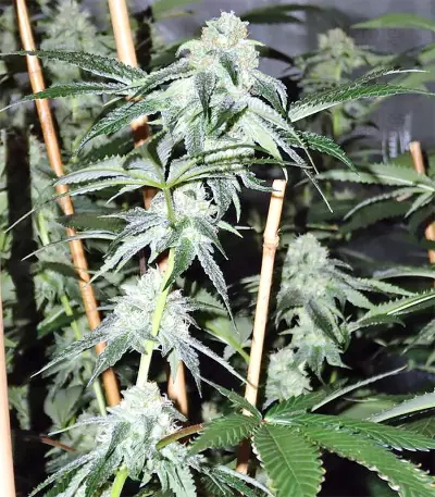 Sherbet (Seedstockers)