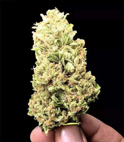 Skywalka Cookies Seeds