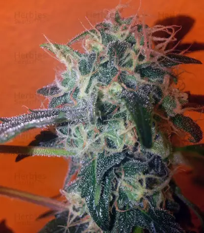 Sour Diesel (Reserva Privada)