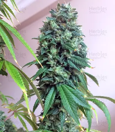 Sour Ryder ASB Giant Auto seeds