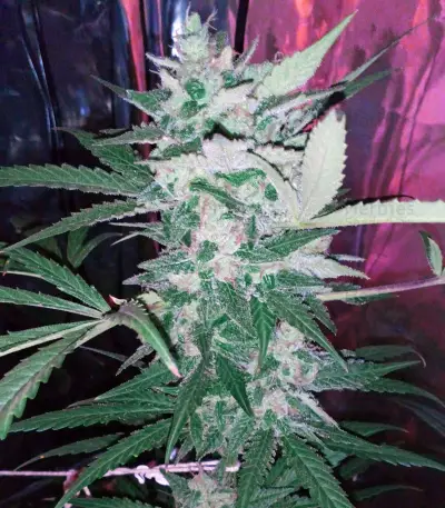 Sour Tangie Semi regolari