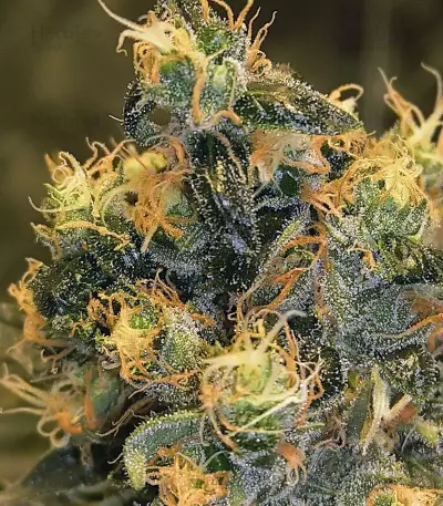 Graines de cannabis Sour Tangie (Reserva Privada)