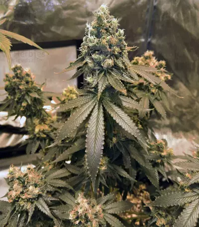Graines de cannabis Sour Tangie (Reserva Privada)