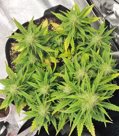 Strawberry Gum feminized seeds