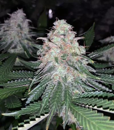 Sweet ZZ (Sweet Z) (RQS)