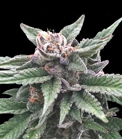 Triple Scoop feminized seeds