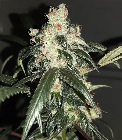 Wedding Cake Feminized Seeds